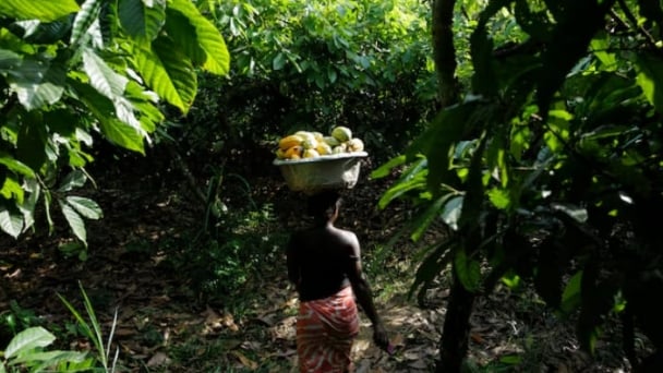 Ghana cocoa farmers revolt over prices, threaten mass smuggling