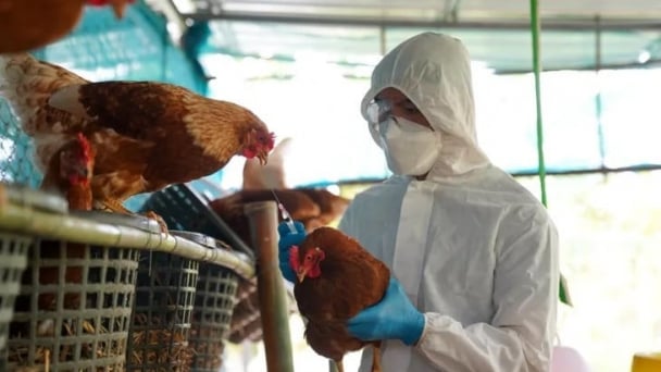 Avian influenza outbreak confirmed in commercial layer farm in Argentina