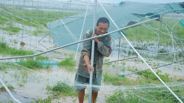 Một hợp tác xã mất hàng tỷ đồng do bão số 5