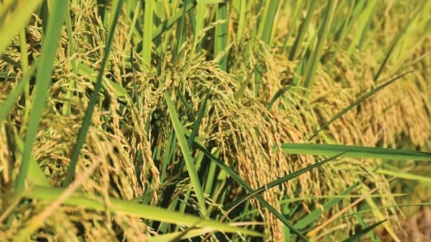 U.S. rice farmers facing 37% decrease in prices