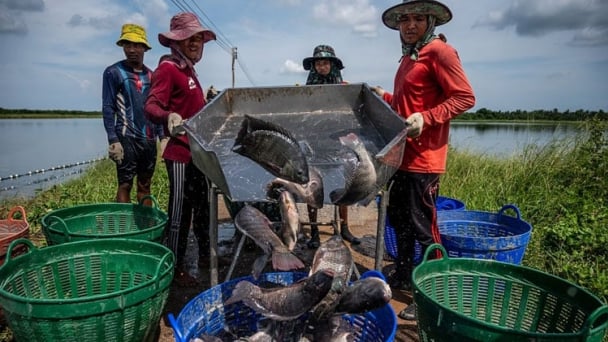 Thực hư chuyện ăn cá rô phi gây nguy hại sức khỏe