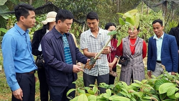Hành trình đổi thay dưới tán rừng của nông dân vùng cao