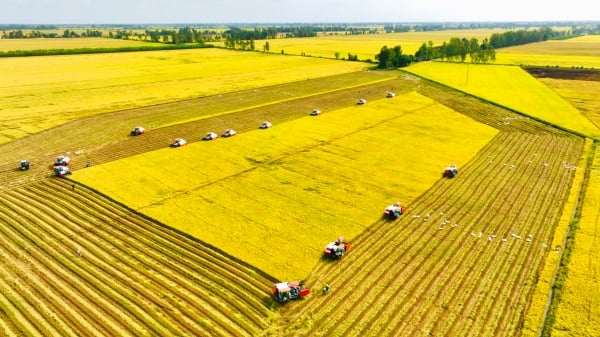 An Giang chi hơn 38 tỷ đồng nhân rộng lúa chất lượng cao