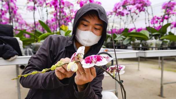 Vườn lan hồ điệp rộn ràng vào vụ Tết