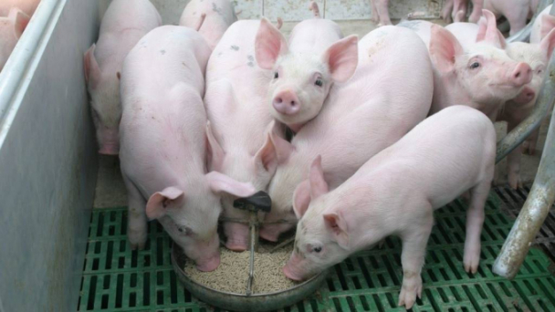 Giá heo hơi hôm nay 21/8/2023: Cao nhất ở mức 61.000 đ/kg