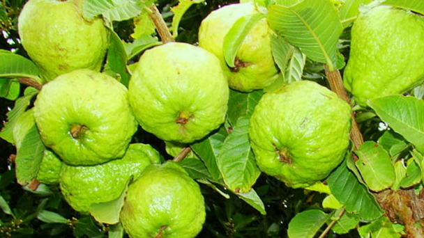 Phần 3 - Đặc tính và yêu cầu sinh thái của cây ổi