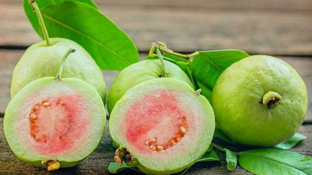 Phần 2 - Giá trị dinh dưỡng và kinh tế của cây ổi