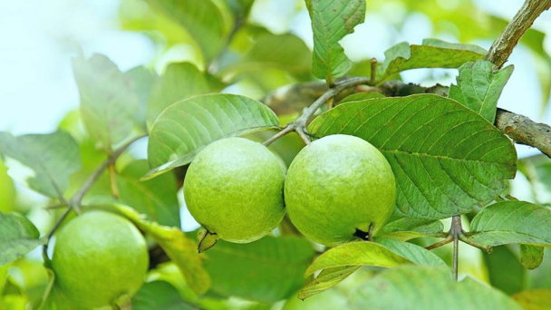 Tác dụng của cây ổi trong đời sống và sức khỏe