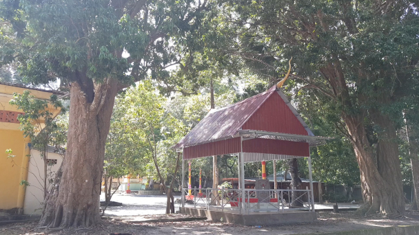 Vải thiều hơn 300 năm tuổi ở miền Tây