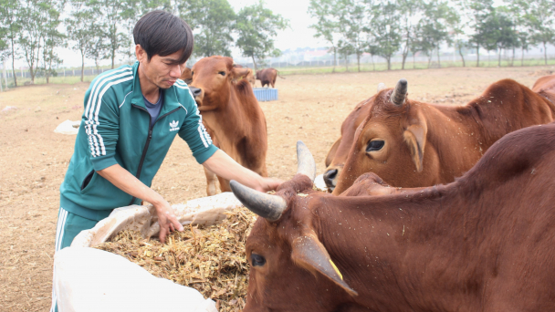 Thu nhập tiền tỷ nhờ chăn nuôi tuần hoàn khép kín