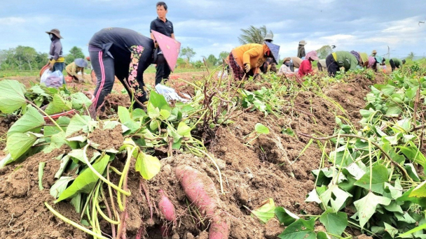 Điêu đứng vụ thu hoạch khoai lang ở Gia Lai