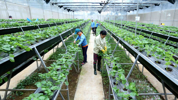 Luật Hợp tác xã chính thức có hiệu lực