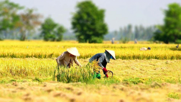 Mỗi người nông dân là một nghệ nhân tạo ra nông sản