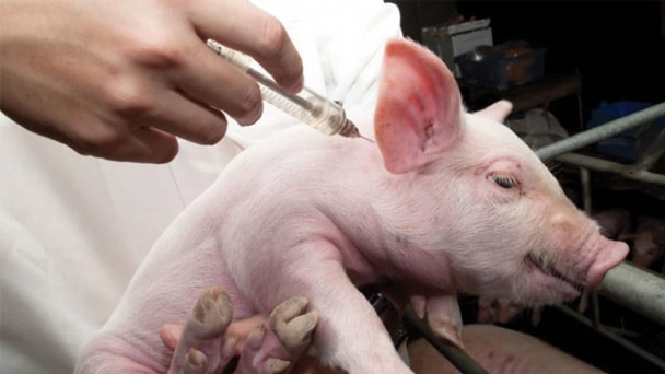 Giảm kháng sinh, tăng vaccine: Lối ra cho chăn nuôi bền vững