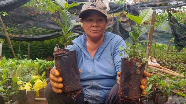 Thu hồi giống cà phê không đạt chất lượng ở huyện Hướng Hóa