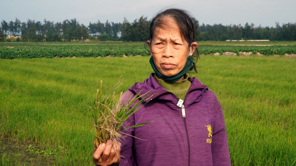 Nông dân bất lực nhìn lúa chết khô vì xâm nhập mặn