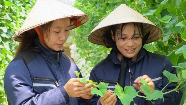 Nông nghiệp công nghệ cao: Cao hơn cả lời hứa