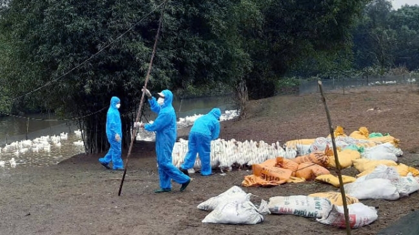 Tiêu hủy hàng nghìn con vịt dương tính virus cúm gia cầm