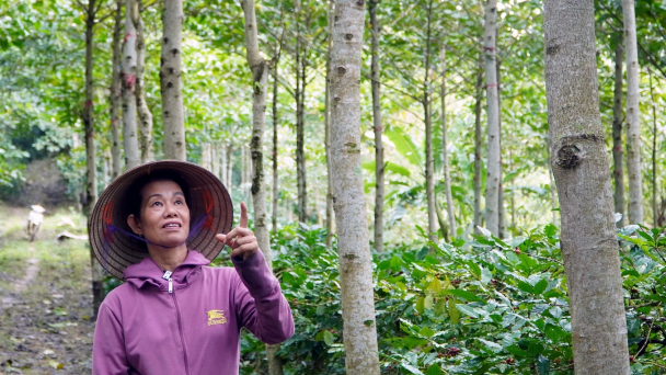 Cà phê nông lâm kết hợp mở đường vào thị trường tín chỉ các-bon
