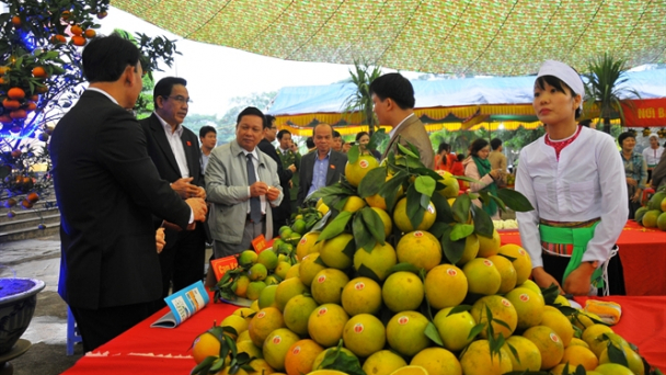 Cam Cao Phong hết thời long đong