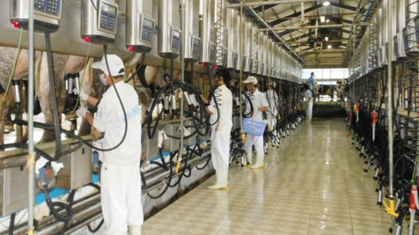 Vinamilk, từng bước đi vững chắc
