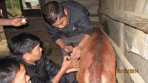 Bùng phát dịch LMLM trên đàn bò Viettel tặng người nghèo Yên Bái