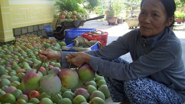 Thương lái từ chối thu mua xoài!