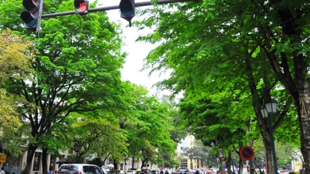Hiến kế trồng cây xanh đô thị Hà Nội