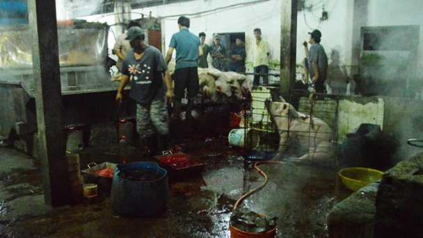 1.300 cơ sở giết mổ... bẩn!