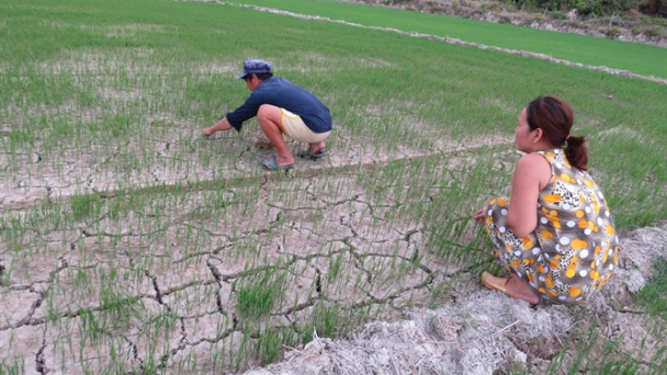 Dân thiếu nước, lúa khô hạn