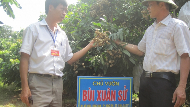 Nỗ lực đưa nhãn lồng Hưng Yên xuất ngoại