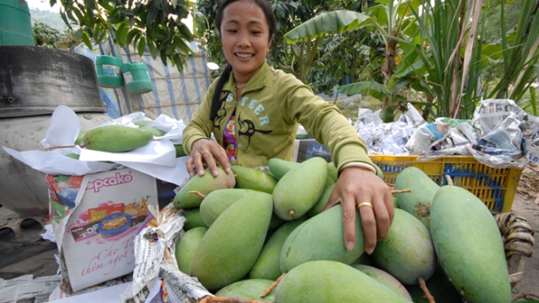 Triển vọng nào cho xoài Việt ở Nhật?