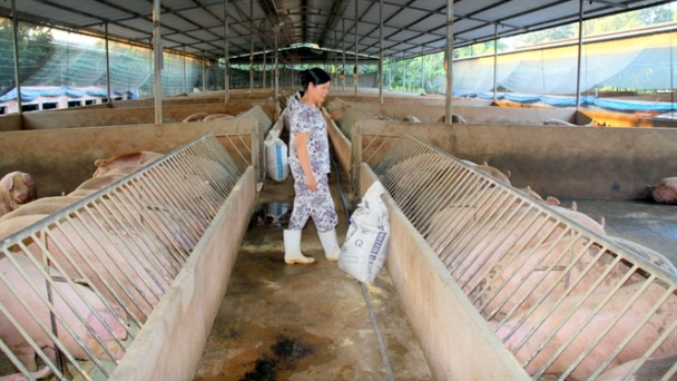 Người chăn nuôi 'ngấm đòn' chất cấm: 'Bay' hàng chục tỷ đồng/tuần