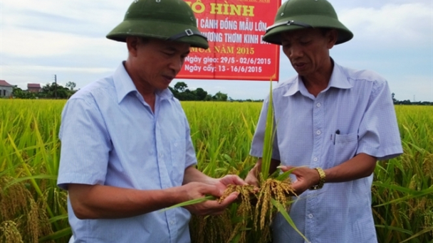Cánh đồng mẫu lớn Hương thơm Kinh Bắc