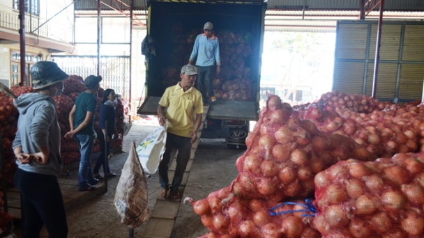Hành tây, khoai tây Đà Lạt lãi lớn