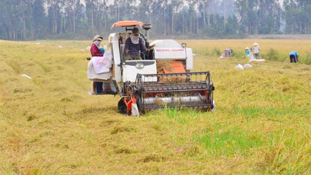 ĐBSCL: Mưa, dông 'san phẳng' nhiều ruộng lúa