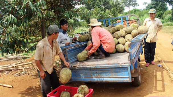 Trồng sầu riêng thu tiền tỷ, cơn sốt lan nhanh ở Đắk Nông