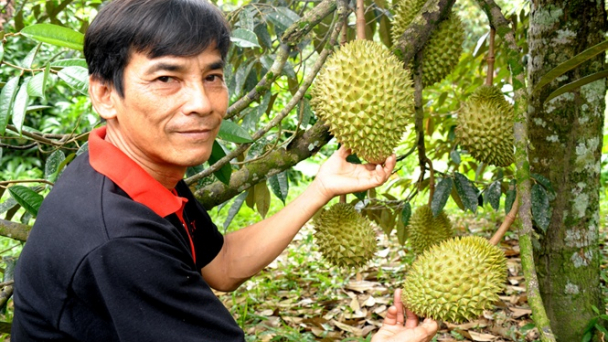 Trồng sầu riêng thu 500 triệu đồng/năm