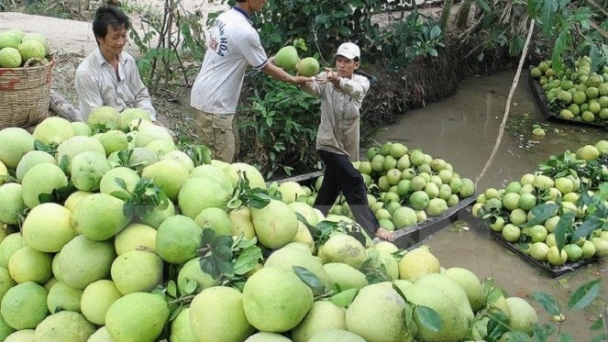 Kỳ vọng mục tiêu xuất khẩu trái cây đạt 3,6 tỷ USD vào năm 2020