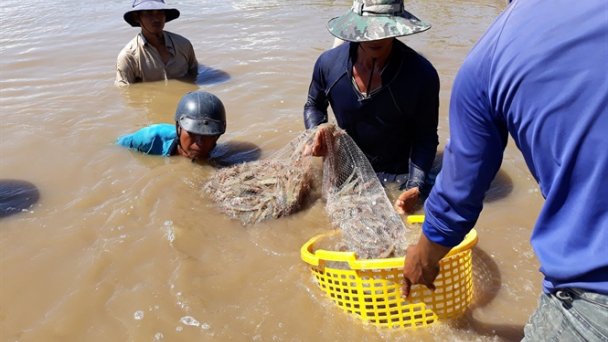 Nuôi tôm thẻ an toàn