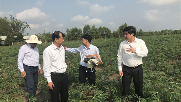 Thứ trưởng Lê Quốc Doanh kiểm tra vùng sắn nhiễm nặng bệnh khảm lá