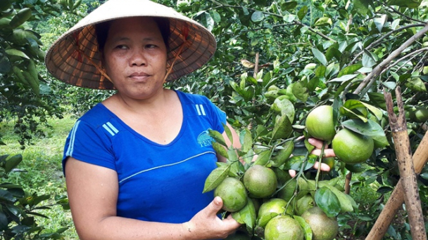 Tháo gỡ cho cây cam Vinh