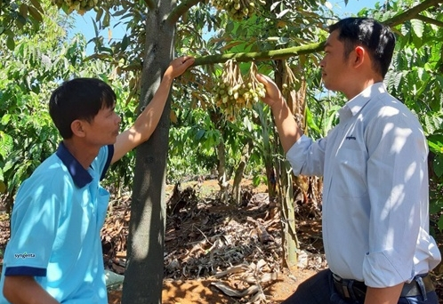 Bí quyết vươn lên làm giàu từ sầu riêng