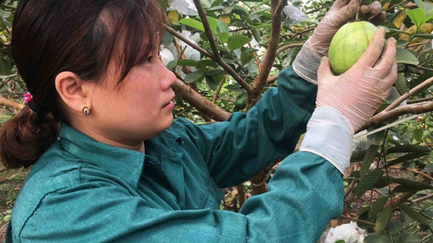 Trồng ổi trái vụ, làm chơi ăn thật