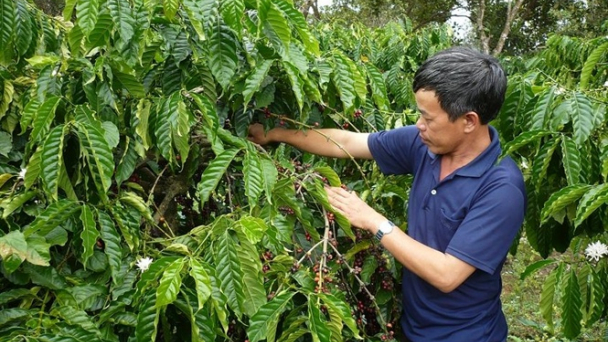 Tái cơ cấu cây trồng chủ lực vùng Tây Nguyên: Thực trạng cà phê Tây Nguyên