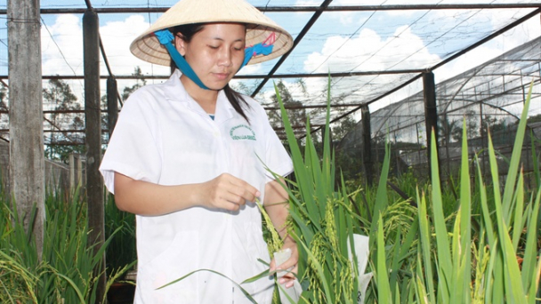 Viện Lúa rạng danh Tổ quốc: Bài 1 - Sứ mệnh lịch sử tìm giống lúa mới