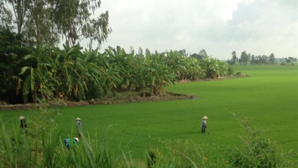 An Giang: Xây dựng vùng chuyên canh lúa Jasmine và Japonica