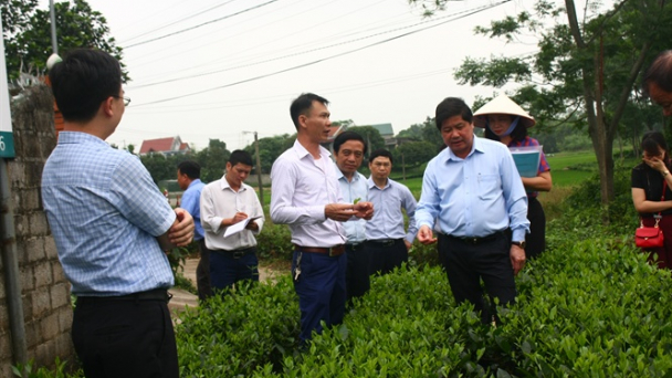 Chuyển động tươi sáng cho ngành chè