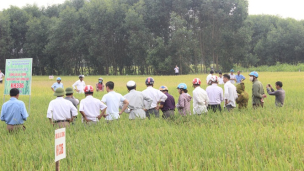 Triển vọng giống lúa lai 3 dòng KH336