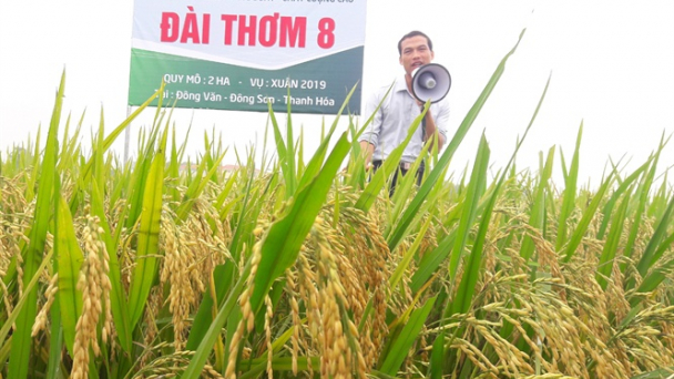 Đài thơm 8, VNR20 'gây sốt' ở xứ Thanh